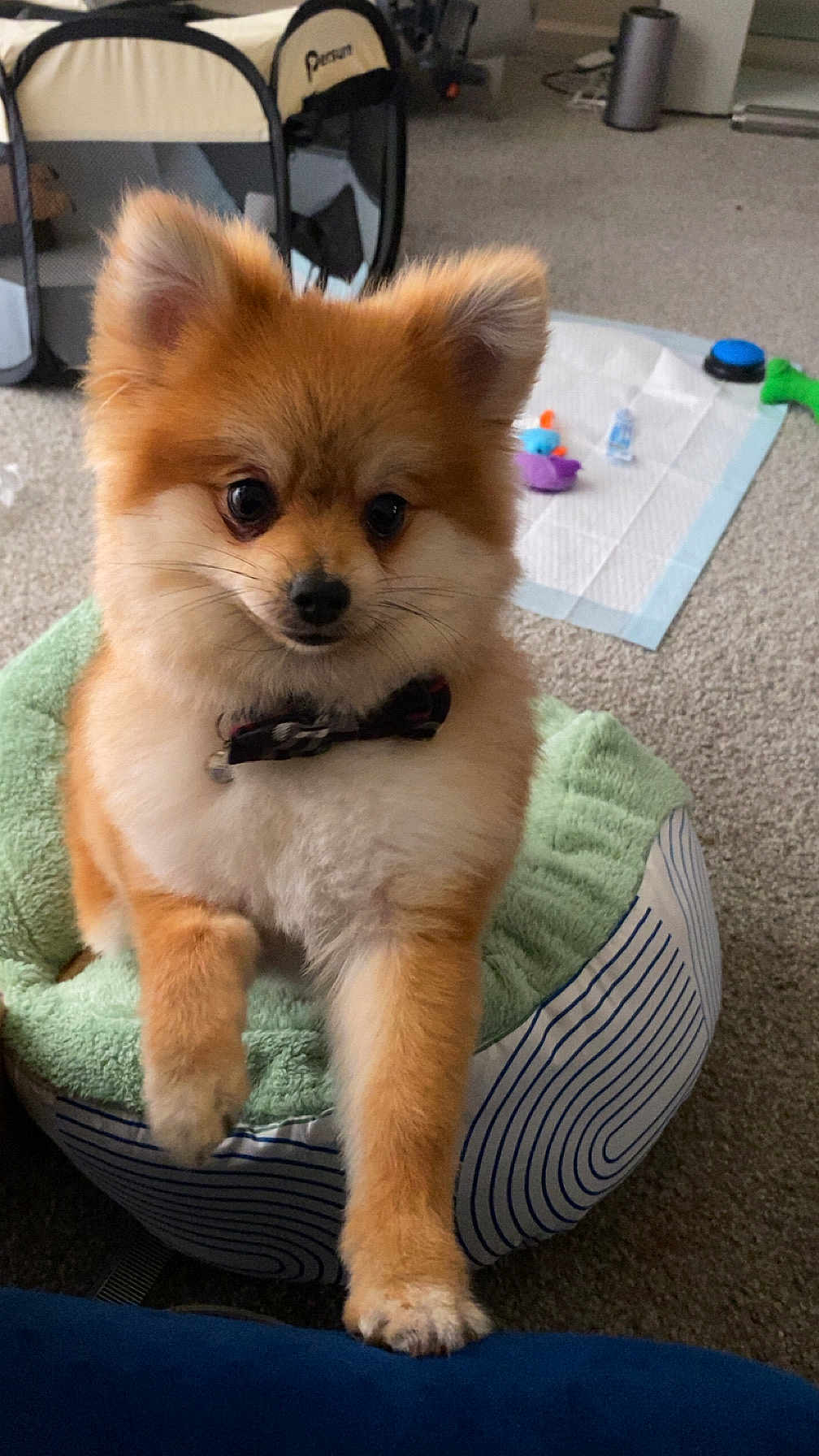 Duke