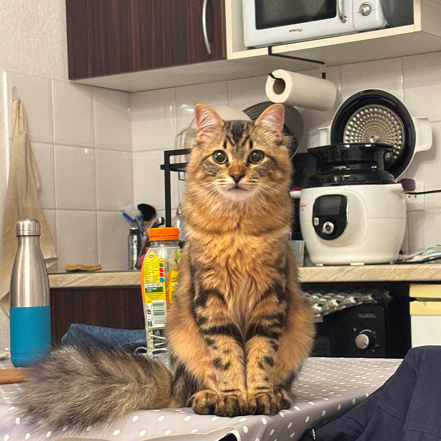 Potirouille participe au concours pour gagner de l'argent avec cette photo : animal, appliance, cat, closet, cooker, cupboard, device, electricaldevice, furniture, indoors, interiordesign, kitchen, microwave, oven, pet, plywood, pottery, shelf, table, wood