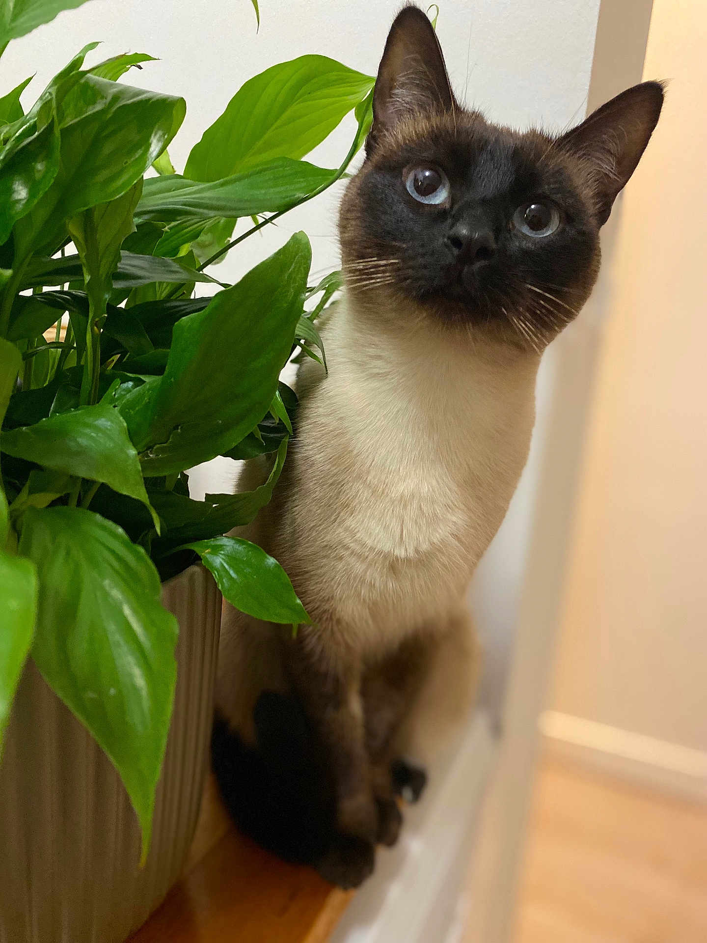 Mimi participe au concours pour gagner de l'argent avec cette photo : cat, siamese_cat, indoor, plant, houseplant, greenery, curious, pet, feline, whiskers, blue_eyes, close_up, portrait, wooden_surface, domestic, animal, cute, fur, looking, background_blur
