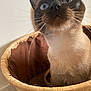 Mimi participe au concours pour gagner de l'argent avec cette photo : cat, siamese, basket, curious, blue_eyes, whiskers, indoor, pet, animal, feline, closeup, portrait, woven, brown, beige, texture, soft_light, looking_up, domestic