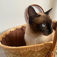 Mimi a rejoint le concours — aidez-le/la à gagner de superbes lots ! cat, siamese_cat, basket, blue_eyes, feline, pet, indoor, woven_basket, curious, close_up, animal, whiskers, fur, handle, neutral_background, natural_light, texture, domestic_cat, sitting, side_view