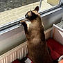 Mimi participe au concours pour gagner de l'argent avec cette photo : cat, siamese_cat, window, cushion, red_cushion, indoor, sunlight, pet, curious, looking_outside, mesh_screen, feline, animal, domestic_cat, resting, side_view, shadow, radiator, wall, wooden_floor