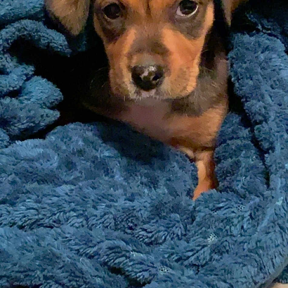 Bambi joined the competition — help win amazing prizes! animal, beagle, blanket, canine, chihuahua, cockerspaniel, dog, dogbed, homedecor, hound, laundry, pet, puppy, quilt, snout, terrier, towel