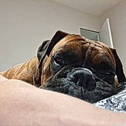 Trust participe au concours pour gagner de l'argent avec cette photo : animal, arm, bed, blanket, boxer, brown, close_up, cozy, dog, ear, face, fur, indoor, nose, pattern, person, pet, relaxed, resting, sleepy