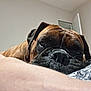 animal, arm, bed, blanket, boxer, brown, close_up, cozy, dog, ear, face, fur, indoor, nose, pattern, person, pet, relaxed, resting, sleepy