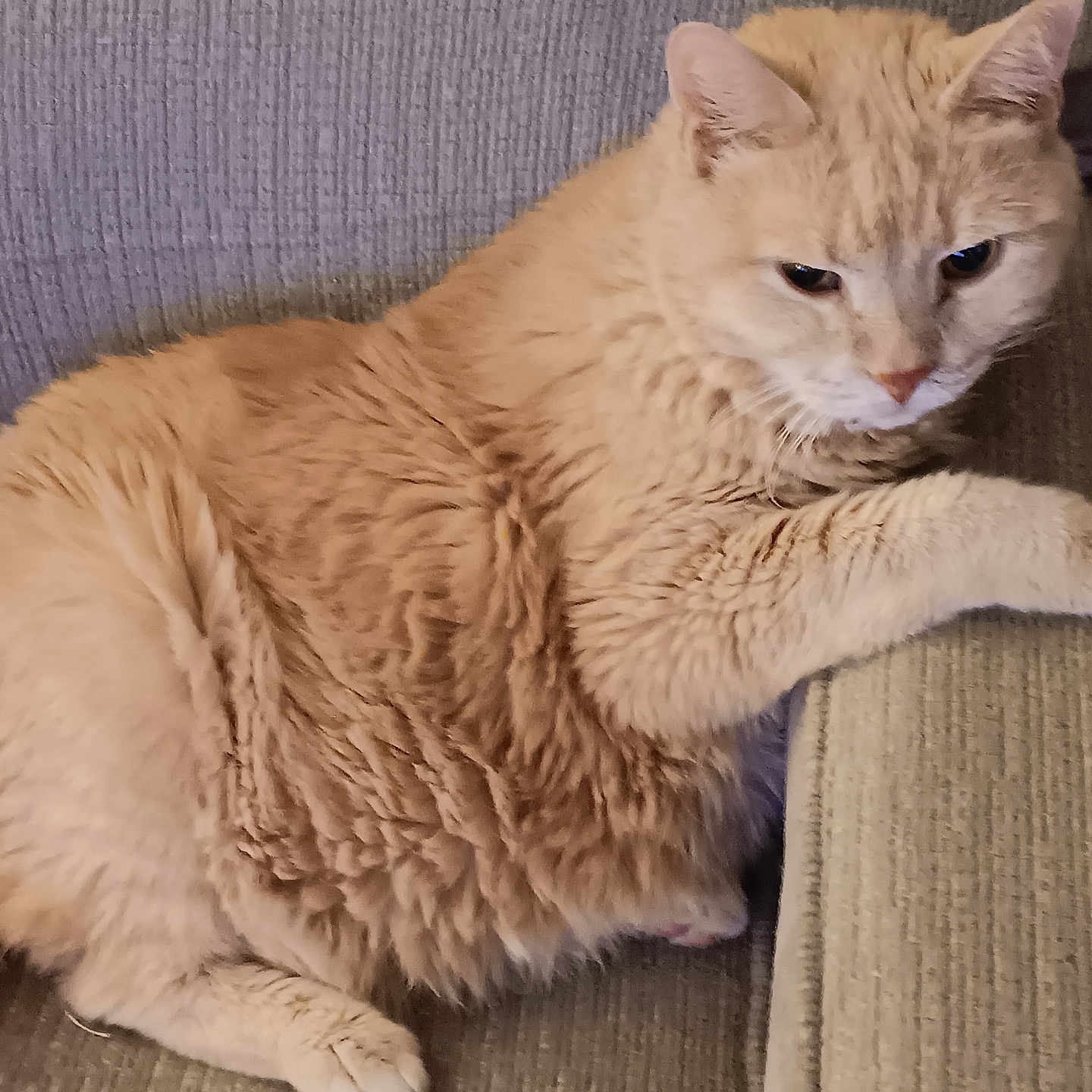 Fatty Butt
