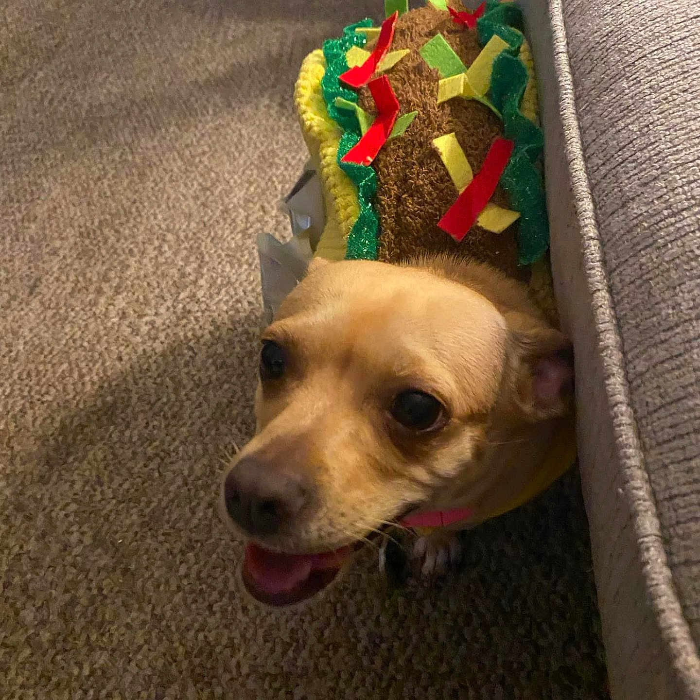 Jaydah joined the competition — help win amazing prizes! animal, ball, blanket, canine, chihuahua, clothing, cushion, dog, dogbed, hat, homedecor, hound, indoors, interiordesign, labradorretriever, pet, puppy, sport, tennis, tennisball