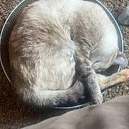 Angile is registered to the contest to win money with this photo: animal, carpet, cat, cozy, curled_up, cute, domestic_animal, feline, fur, indoor, nap, paw, pet, quiet, relaxed, resting, scratcher, sleeping, tail, whiskers