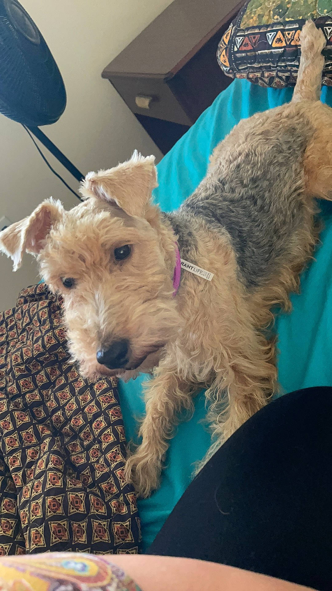 Bella is registered to the contest to win money with this photo: canidae, carnivore, collar, companion_dog, dog, dog_breed, dog_supply, fawn, fur, irish_terrier, lakeland_terrier, schnauzer, small_terrier, snout, sporting_group, terrier, welsh_terrier, wire_hair_fox_terrier, working_animal, working_terrier