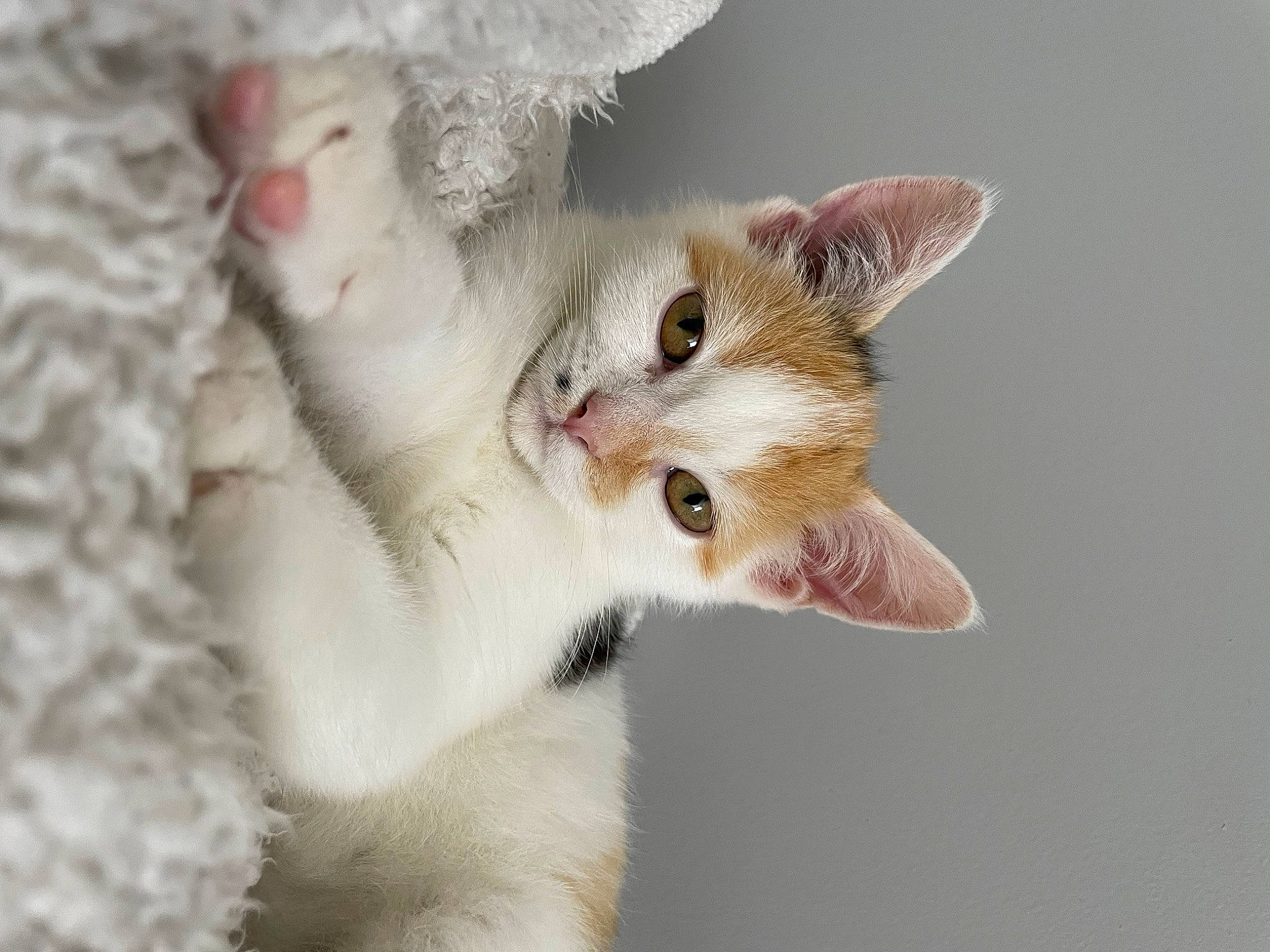 Shelby participe au concours pour gagner de l'argent avec cette photo : carnivore, cat, claw, domestic_short_haired_cat, ear, eyelash, fawn, felidae, fur, gesture, paw, small_to_medium_sized_cats, snout, tail, terrestrial_animal, whiskers, wildlife