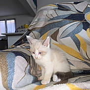 Albus participe au concours pour gagner de l'argent avec cette photo : kitten, cat, indoor, blanket, couch, furniture, pattern, fur, animal, pet, small, cute, sitting, cozy, soft, light, blue_eyes, white_paws, resting, young