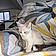 Albus