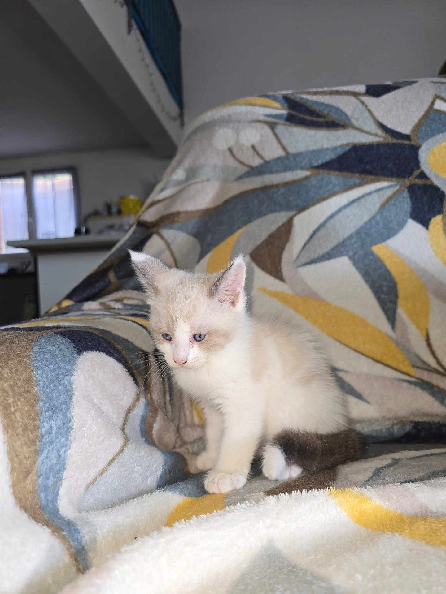 Albus participe au concours pour gagner de l'argent avec cette photo : kitten, cat, indoor, blanket, couch, furniture, pattern, fur, animal, pet, small, cute, sitting, cozy, soft, light, blue_eyes, white_paws, resting, young