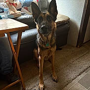 Eudora joined the competition — help win amazing prizes! blanket, book, carpet, casual, collar, couch, dog, floor, furniture, german_shepherd, indoor, living_room, person, pet, pillow, sitting, table, toy, water_bottle, wood_floor