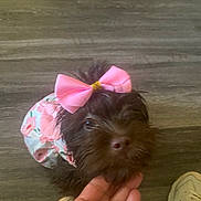 Cocoa joined the competition — help win amazing prizes! dog, small_dog, bow, pink_bow, floral_outfit, pet, indoor, wooden_floor, hand, sneaker, cute, fur, looking_up, adorable, animal, domestic_animal, mammal, canine, companion, puppy