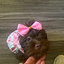 dog, small_dog, bow, pink_bow, floral_outfit, pet, indoor, wooden_floor, hand, sneaker, cute, fur, looking_up, adorable, animal, domestic_animal, mammal, canine, companion, puppy