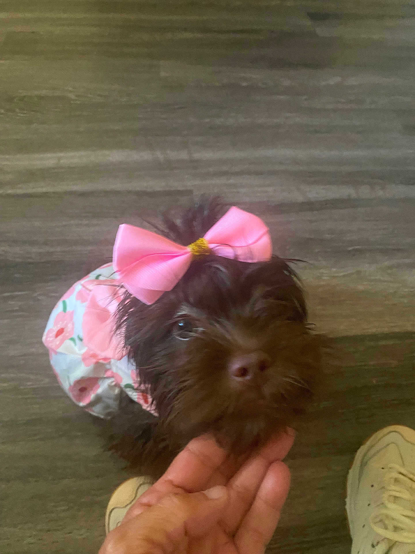 Cocoa