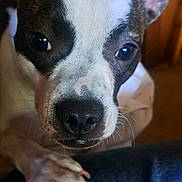 Spotty joined the competition — help win amazing prizes! dog, close_up, paw, black_and_white, curious, indoor, wooden_background, pet, animal, fur, snout, ears, eyes, nail, person, jeans, leg, domestic_animal, companion, cute