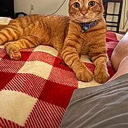 Biscuit joined the competition — help win amazing prizes! cat, ginger_cat, orange_tabby, feline, pet, animal, portrait, close_up, indoors, bedroom, blanket, plaid, red_blanket, collar, bell, green_eyes, whiskers, ears, lying_down, relaxed