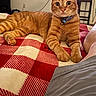 cat, ginger_cat, orange_tabby, feline, pet, animal, portrait, close_up, indoors, bedroom, blanket, plaid, red_blanket, collar, bell, green_eyes, whiskers, ears, lying_down, relaxed