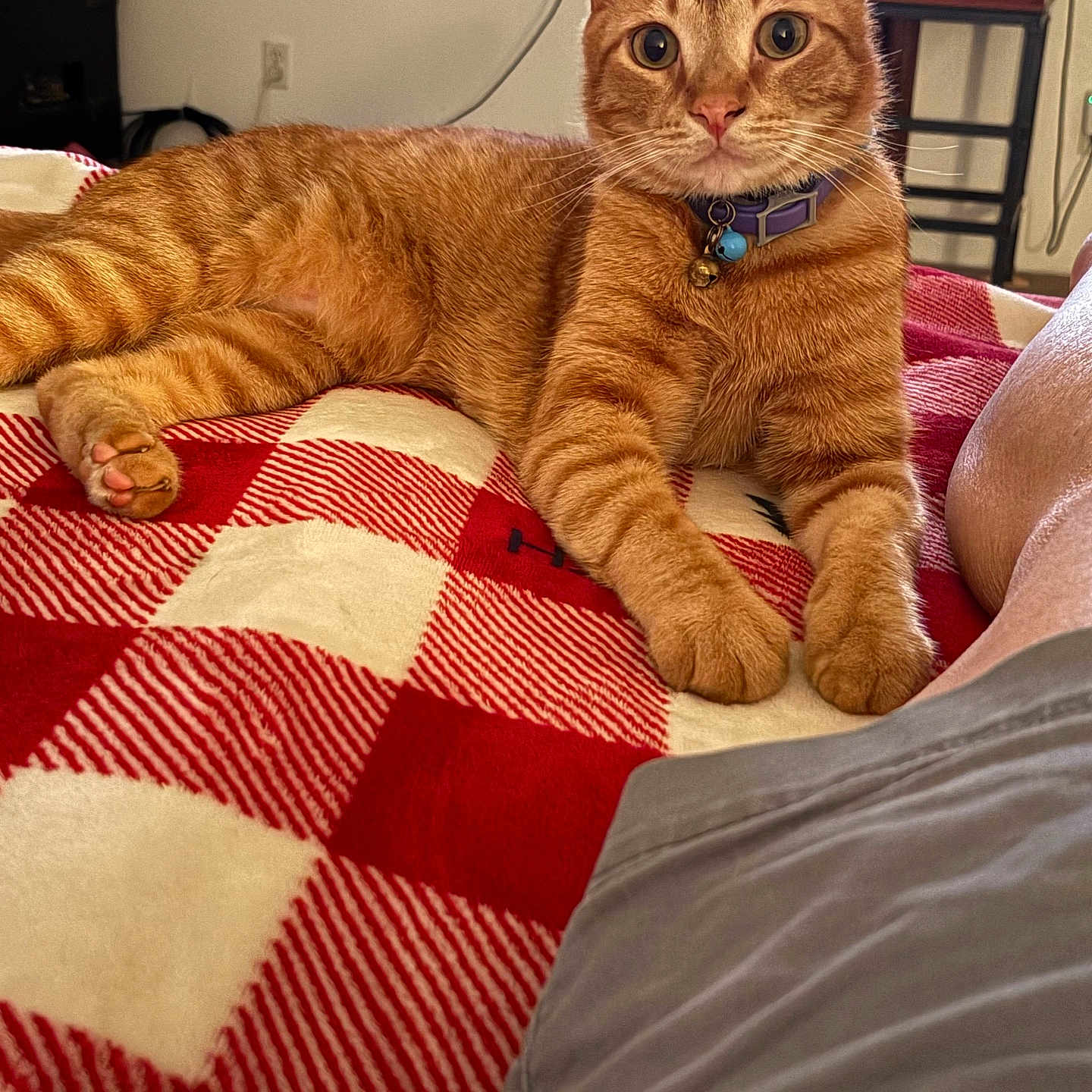 Biscuit