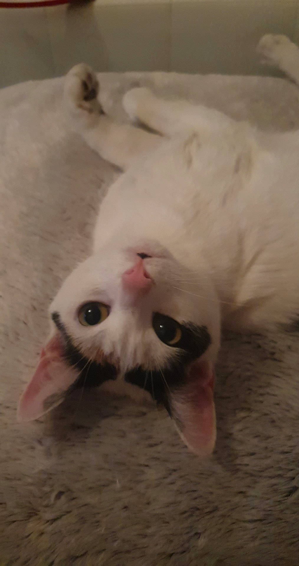 Lolita participe au concours pour gagner de l'argent avec cette photo : aegean_cat, burmilla, carnivore, cat, claw, eye, felidae, khao_manee, nose, paw, small_to_medium_sized_cats, snout, tail, turkish_angora, turkish_van, whiskers