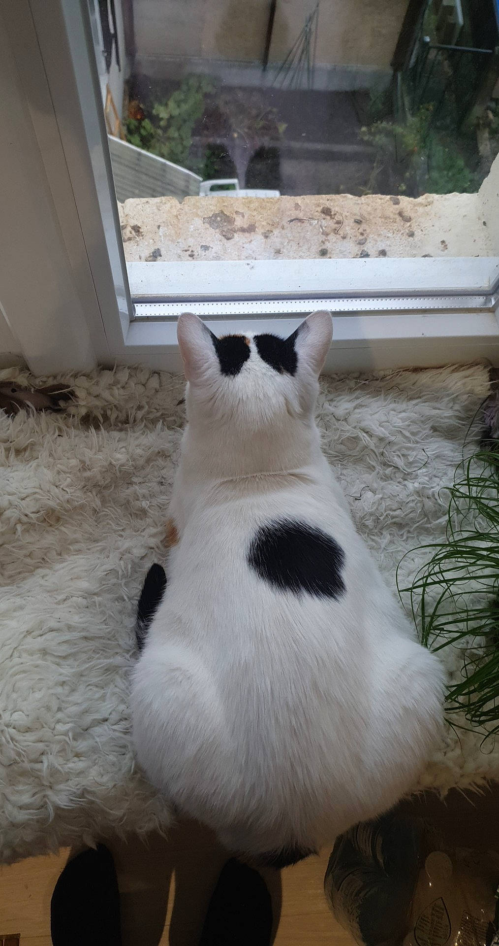 Lolita a rejoint le concours — aidez-le/la à gagner de superbes lots ! canidae, carnivore, cat, dog_breed, felidae, fur, tail