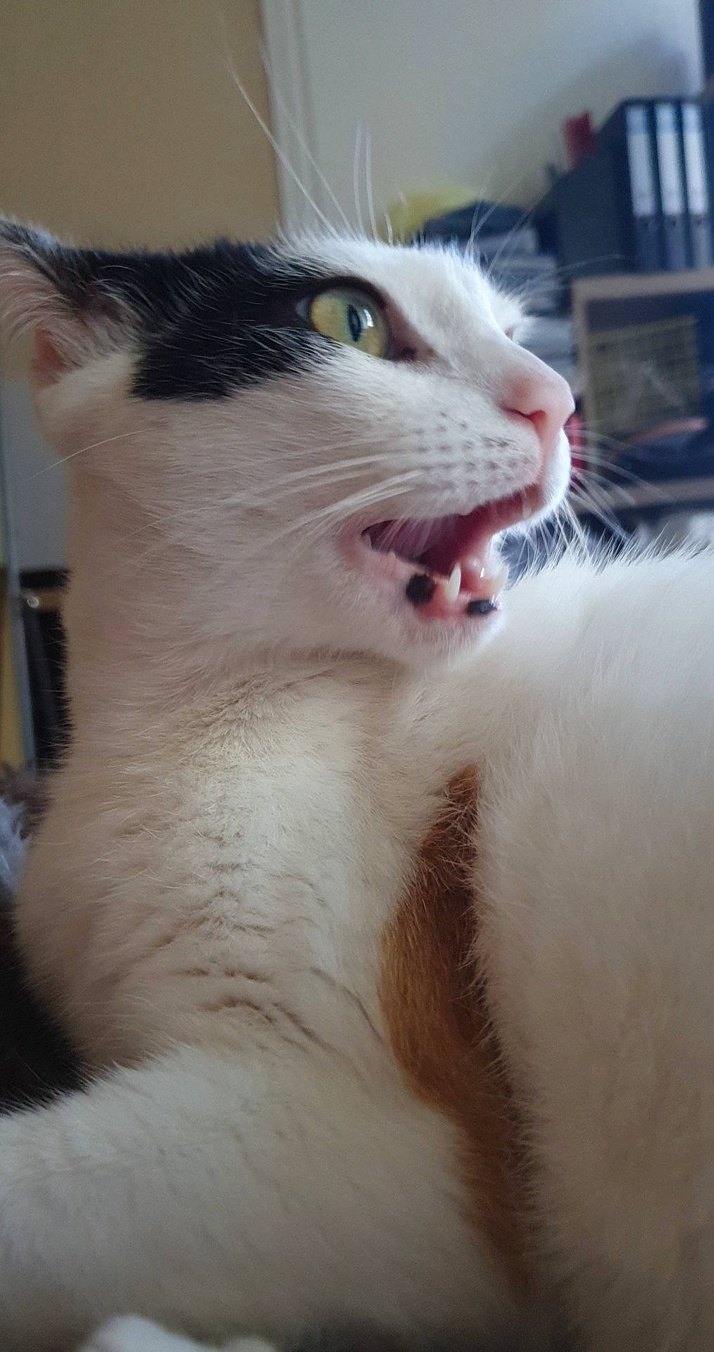 Lolita participe au concours pour gagner de l'argent avec cette photo : aegean_cat, american_wirehair, asian, carnivore, cat, domestic_short_haired_cat, eye, felidae, fur, japanese_bobtail, javanese, mammal, nose, oriental_longhair, polydactyl_cat, small_to_medium_sized_cats, snout, turkish_angora, turkish_van, whiskers