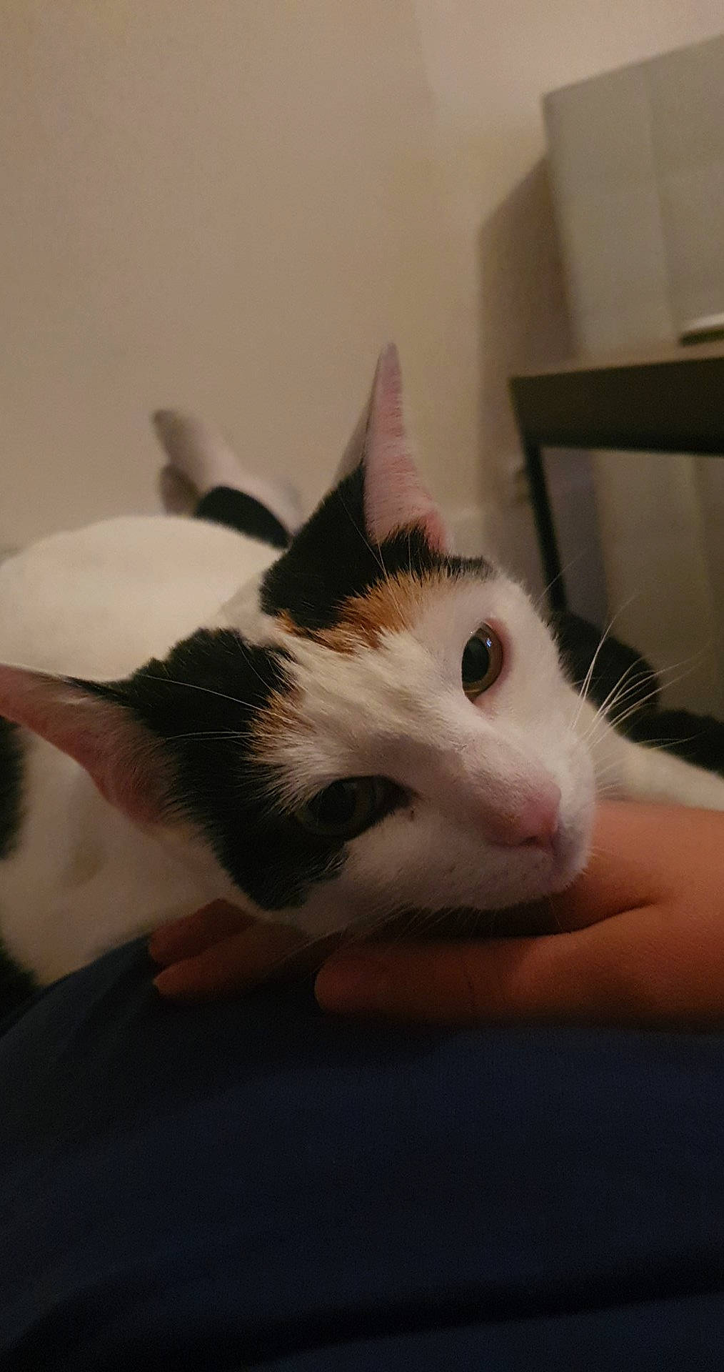 Lolita a rejoint le concours — aidez-le/la à gagner de superbes lots ! carnivore, cat, ear, eye, felidae, fur, hand, japanese_bobtail, kitten, nose, skin, small_to_medium_sized_cats, tail, whiskers