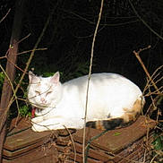 Chipie participe au concours pour gagner de l'argent avec cette photo :