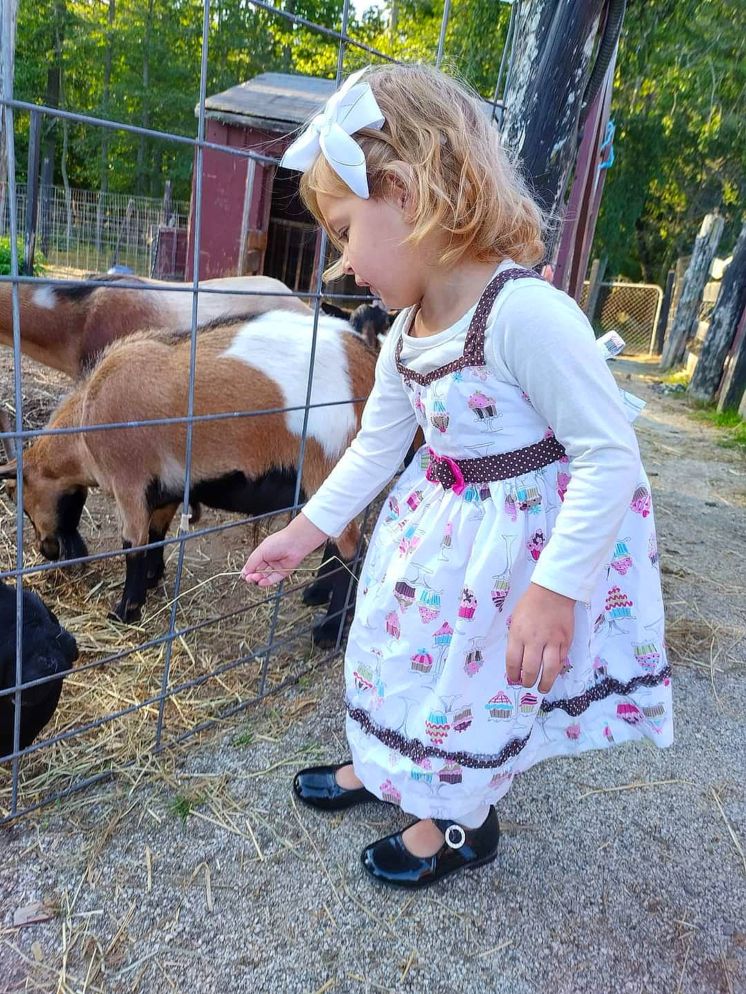 Abby joined the competition — help win amazing prizes! animal_shelter, baby_toddler_clothing, child, companion_dog, dog_breed, fence, fun, goat, goats, grass, leisure, livestock, pattern, person, plant, recreation, terrestrial_animal, toddler, tree, wire_fencing