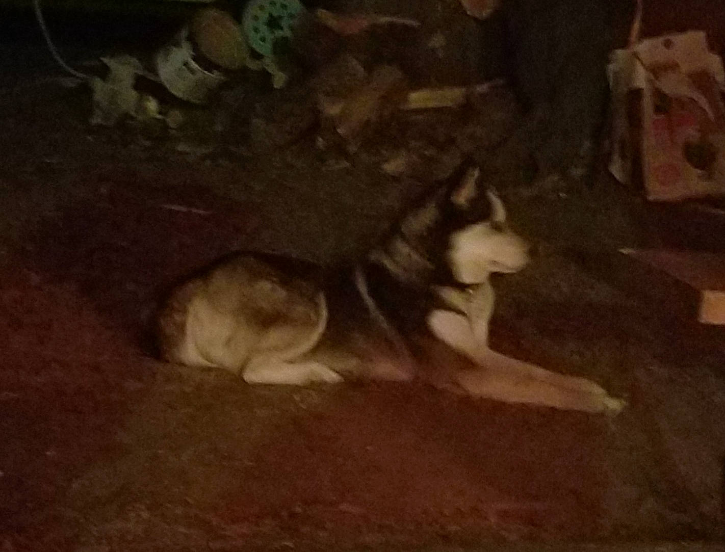 Dixie is registered to the contest to win money with this photo: ancient_dog_breeds, art, canidae, canis, carnivore, companion_dog, darkness, dog, dog_breed, night, non_sporting_group, siberian_husky, sled_dog, snout, sporting_group, tail, tints_and_shades, wood, working_animal, working_dog