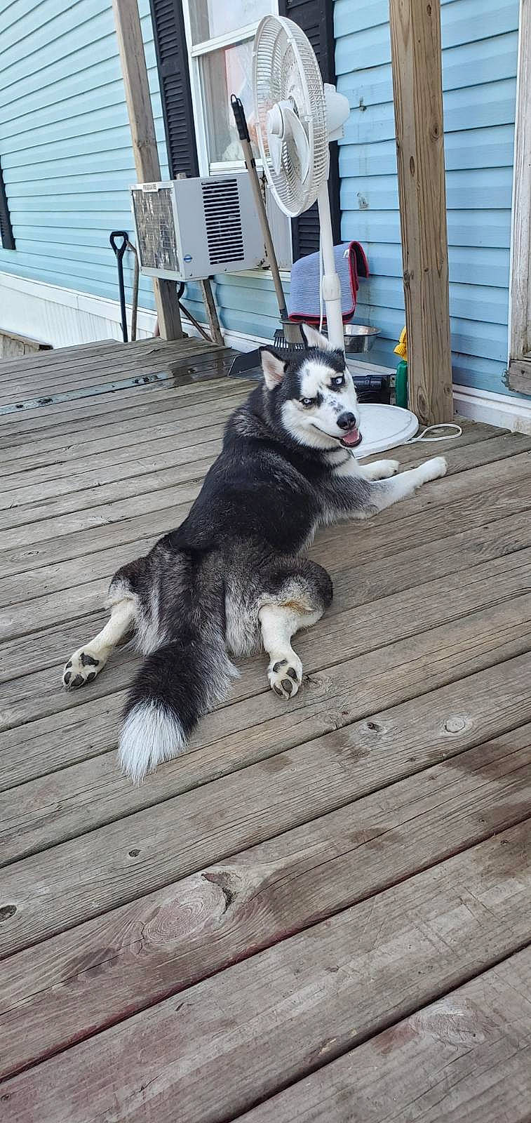 Dixie joined the competition — help win amazing prizes! canidae, carnivore, collar, companion_dog, dog, dog_breed, domestic_short_haired_cat, flooring, fur, hardwood, herding_dog, sitting, sled_dog, snout, sporting_group, tail, whiskers, wood, working_animal, working_dog