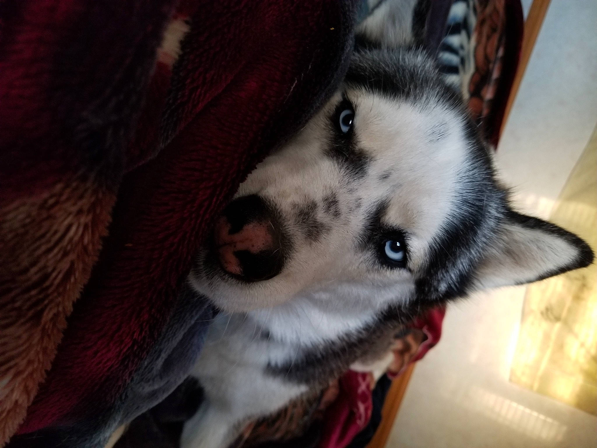 Dixie joined the competition — help win amazing prizes! canidae, canis, carnivore, collar, companion_dog, dog, dog_breed, east_european_shepherd, fawn, fur, herding_dog, jaw, pattern, siberian_husky, sled_dog, snout, sporting_group, whiskers, wolf, working_animal