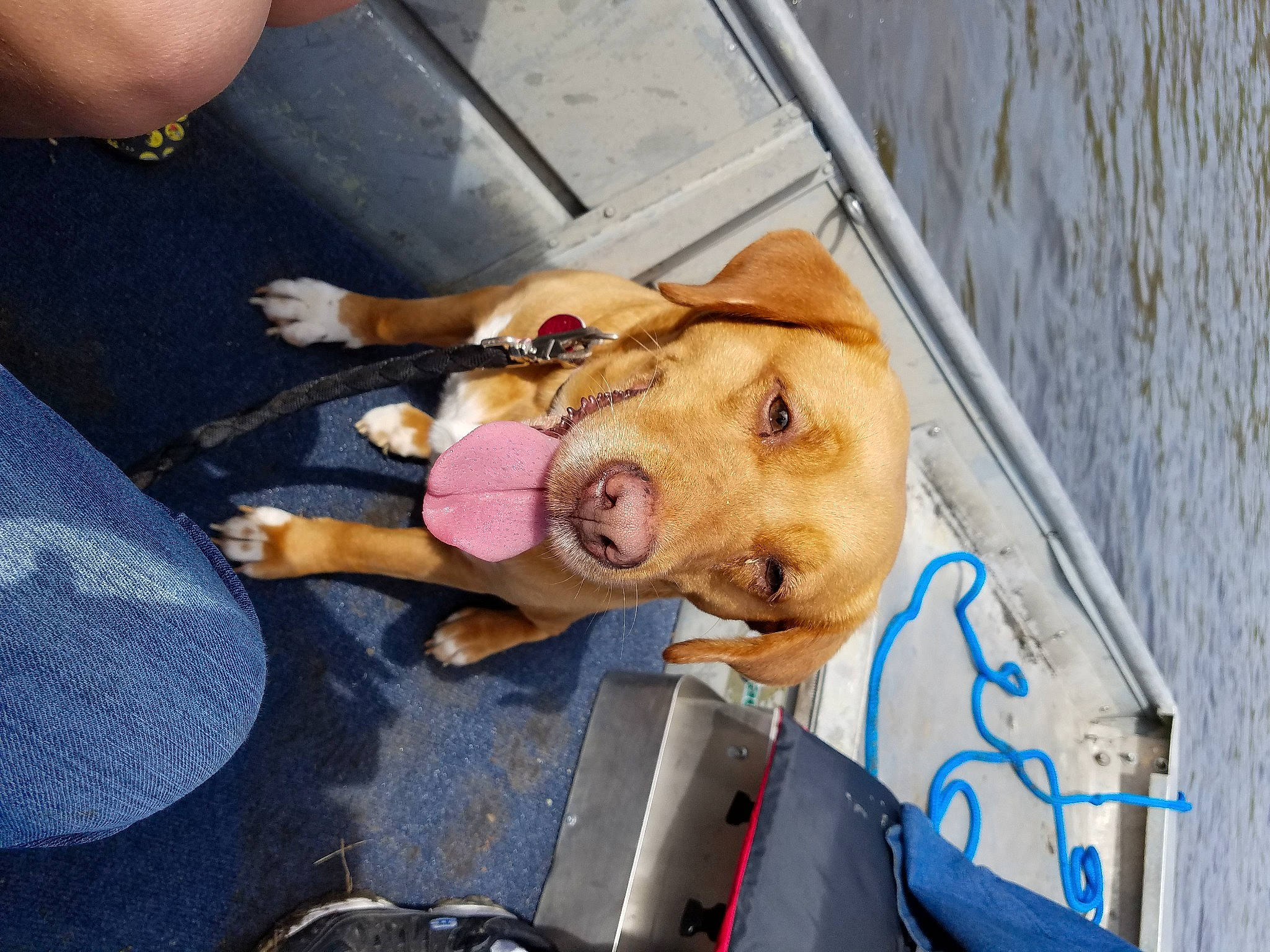 Baby joined the competition — help win amazing prizes! canidae, carnivore, companion_dog, dog, dog_breed, dog_supply, fawn, leash, sporting_group, street_dog, stuffed_toy, working_animal