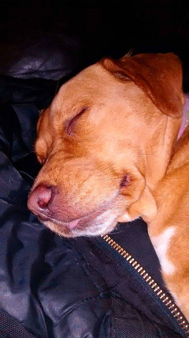 Baby joined the competition — help win amazing prizes! canidae, carnivore, collar, comfort, companion_dog, dog, dog_breed, dog_collar, dog_supply, ear, fawn, fur, gun_dog, liver, retriever, snout, sporting_group, whiskers, working_animal, wrinkle