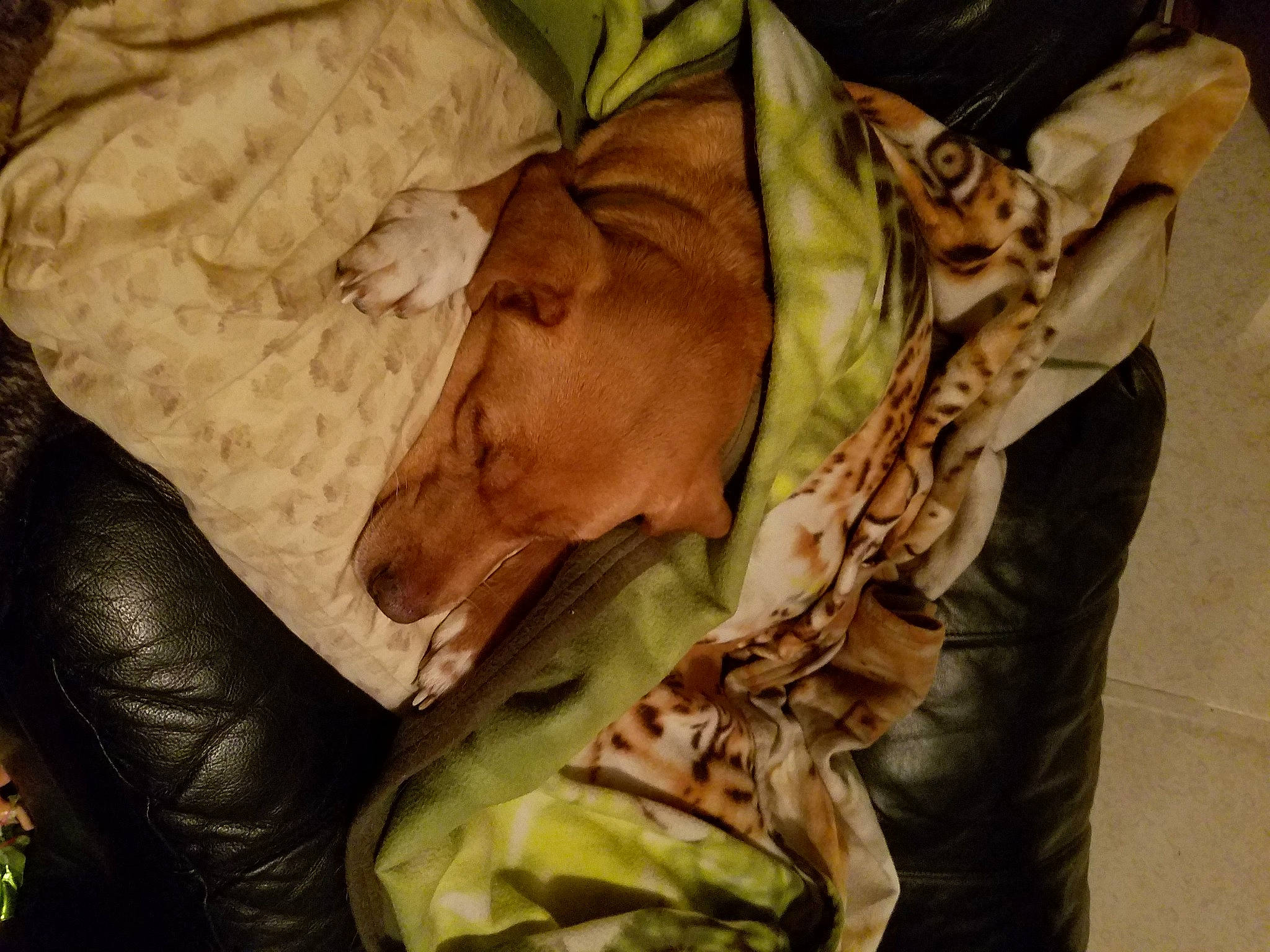 Baby is registered to the contest to win money with this photo: bag, camouflage, canidae, carnivore, comfort, companion_dog, dog, dog_breed, dog_supply, fawn, fur, guard_dog, linens, liver, military_camouflage, nap, sleep, snout, sporting_group, working_animal