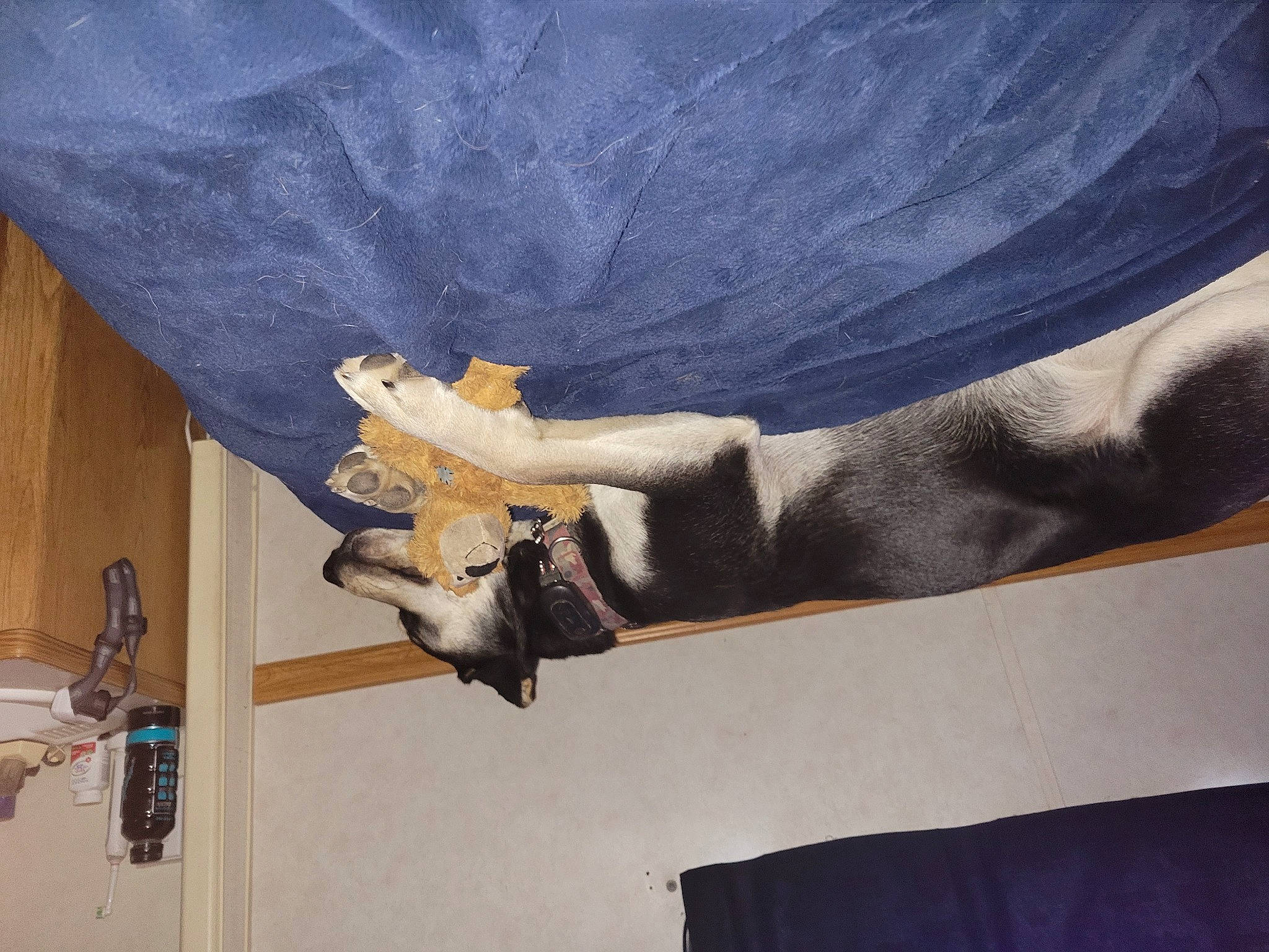 Tiny is registered to the contest to win money with this photo: art, building, ceiling, comfort, curtain, elbow, gesture, hardwood, human_leg, knee, plaster, room, sculpture, statue, tail, visual_arts, wing, wood