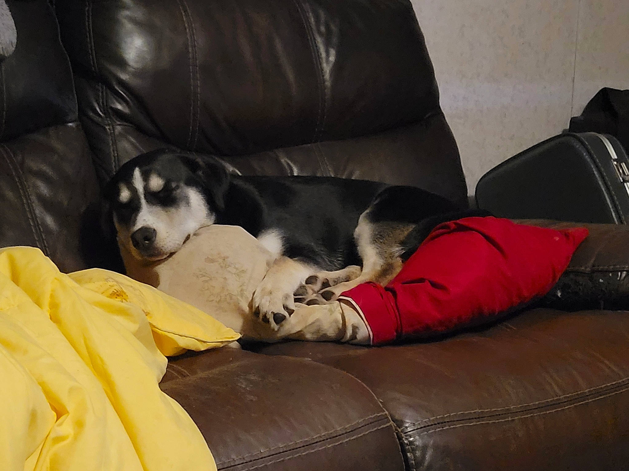 Tiny is registered to the contest to win money with this photo: canidae, carnivore, comfort, companion_dog, couch, dog, dog_breed, dog_supply, flooring, fur, grey, guard_dog, human_leg, living_room, nap, room, sofa_bed, sporting_group, studio_couch, working_animal