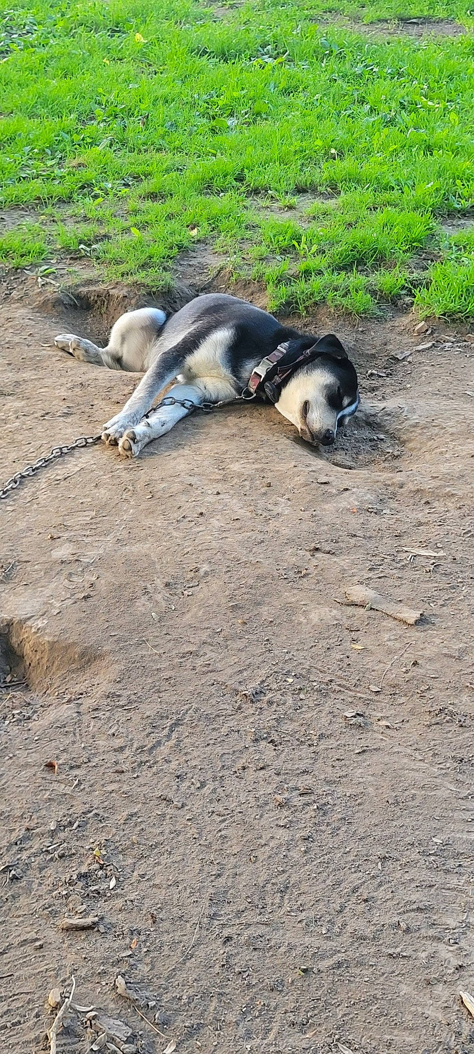 Tiny joined the competition — help win amazing prizes! asphalt, canidae, carnivore, dog, dog_breed, fur, grass, soil, sporting_group, tail, terrestrial_animal, working_animal, working_dog