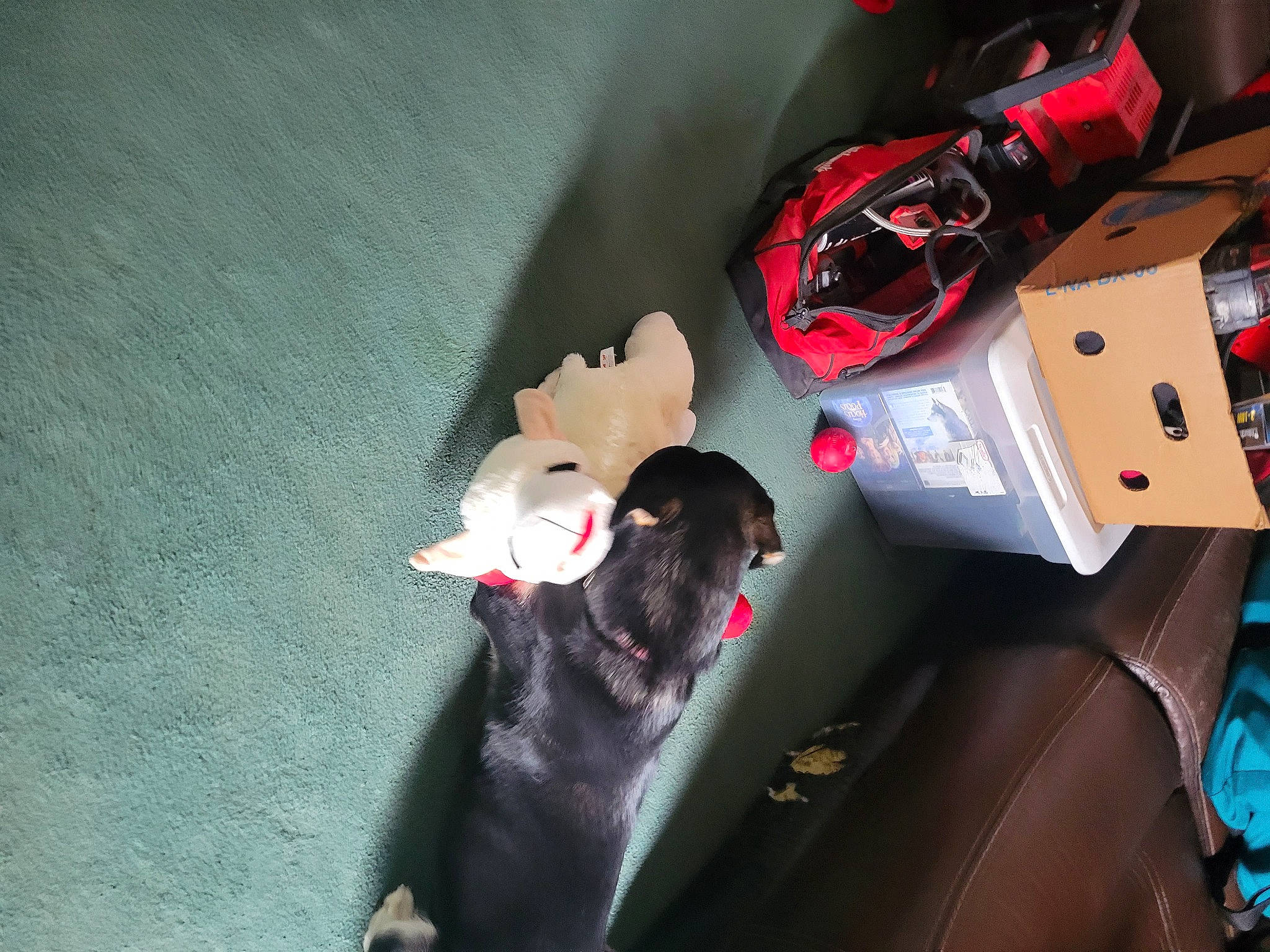 Tiny joined the competition — help win amazing prizes! action_figure, animation, auto_part, automotive_design, automotive_exterior, automotive_lighting, carmine, carnivore, felidae, fictional_character, fur, gadget, machine, mecha, room, small_to_medium_sized_cats, stuffed_toy, tail, toy, whiskers