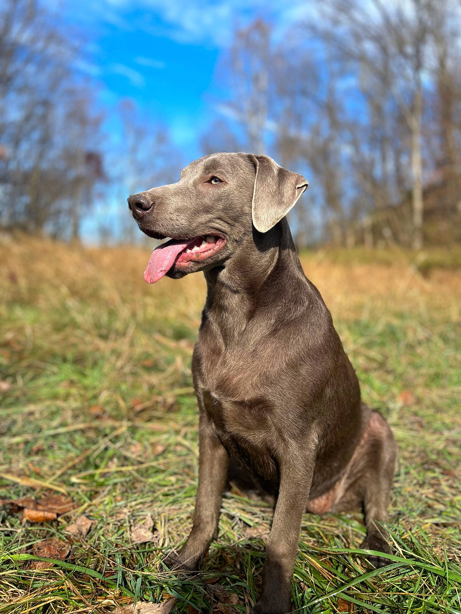 Zara is registered to the contest to win money with this photo: carnivore, cloud, collar, dog, dog_breed, dog_collar, fawn, grass, gun_dog, liver, plant, pointing_breed, retriever, sky, snout, sporting_group, tail, terrestrial_animal, tree, working_animal