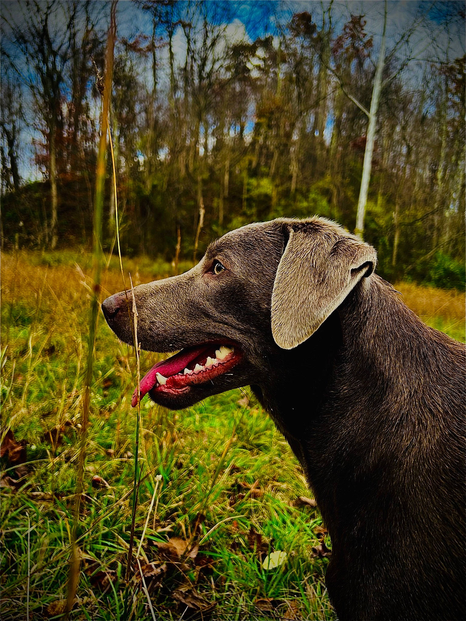 Zara joined the competition — help win amazing prizes! canidae, carnivore, cloud, collar, dog, dog_breed, dog_collar, grass, gun_dog, hunting_dog, landscape, natural_landscape, plant, sky, snout, sporting_group, tail, terrestrial_animal, tree, working_animal