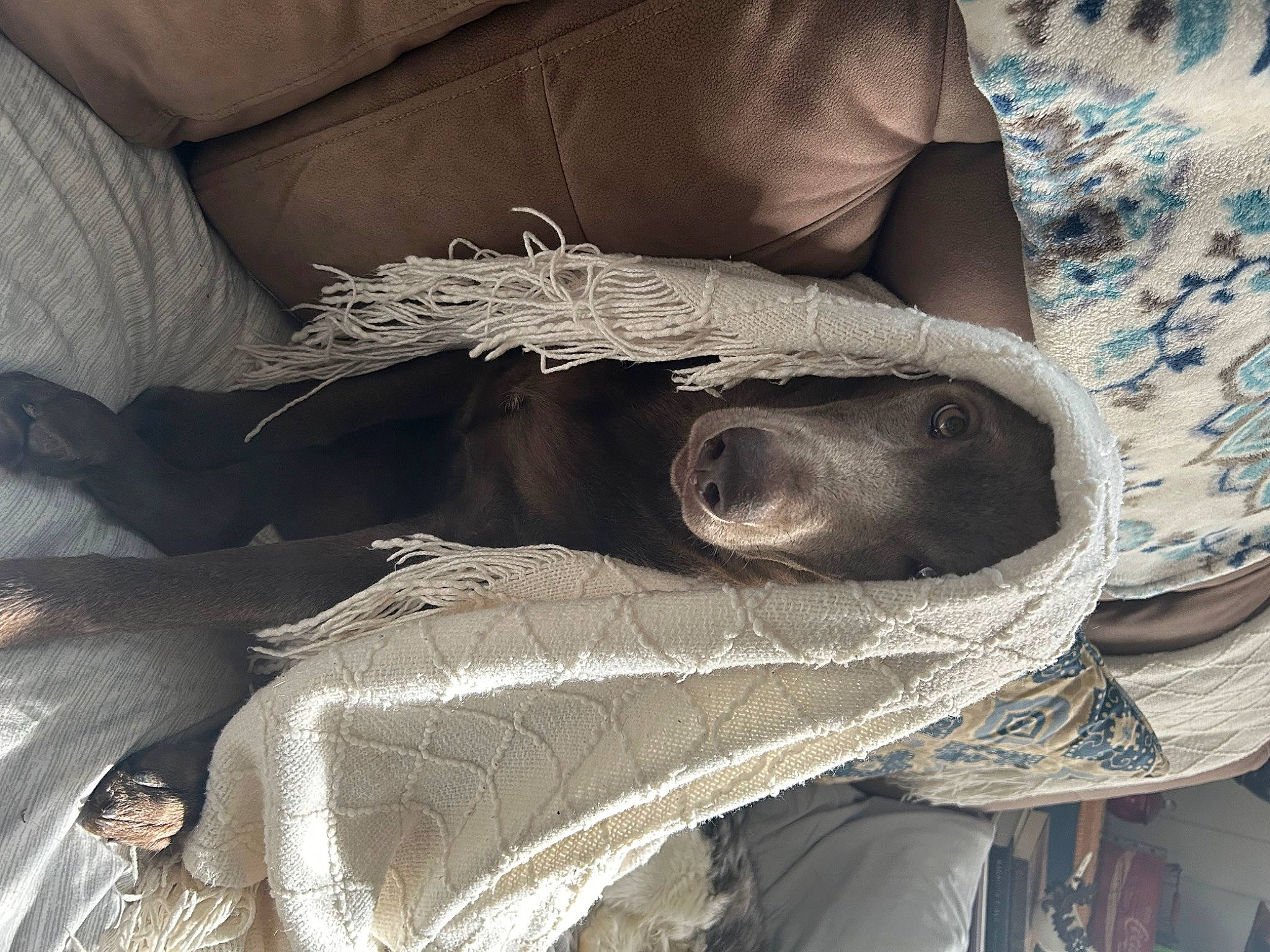 Zara is registered to the contest to win money with this photo: bird, comfort, denim, dress, elbow, fashion_accessory, feather, fur, glove, grey, human_leg, outdoor_shoe, pattern, plant, sleeve, textile, tree, wing, wood, wrist