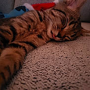 Budu participe au concours pour gagner de l'argent avec cette photo : abyssinian, animal, architecture, blanket, building, cat, couch, cushion, furniture, hardwood, homedecor, indoors, kitten, livingroom, manx, person, pet, room, sleeping, wood