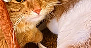 Kevin is registered to the contest to win money with this photo: cat, orange_tabby, white_cat, kitten, feline, pet, whiskers, green_eyes, close_up, portrait, fluffy, fur, indoors, wicker_chair, chair, food_bowl, cat_food, curious, wide_eyed, animal