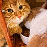 cat, orange_tabby, white_cat, kitten, feline, pet, whiskers, green_eyes, close_up, portrait, fluffy, fur, indoors, wicker_chair, chair, food_bowl, cat_food, curious, wide_eyed, animal