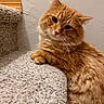 Kevin is registered to the contest to win money with this photo: cat, orange_tabby, feline, pet, fluffy, fur, whiskers, green_eyes, pointed_ears, paws, lying_down, relaxed, head_tilt, indoor, carpet, stairs, wall, portrait, close_up, cozy