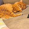 Kevin is registered to the contest to win money with this photo: cat, orange_cat, sleeping, fluffy, furry, pet, animal, couch, sofa, indoors, relaxed, nap, paws, whiskers, closed_eyes, tabby, comfortable, cozy, home, portrait