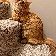 Kevin is registered to the contest to win money with this photo: cat, orange_cat, tabby, fluffy, fur, whiskers, eyes, ears, nose, face, sitting, staircase, carpet, indoors, home, portrait, pet, tail, warm_lighting, funny_expression